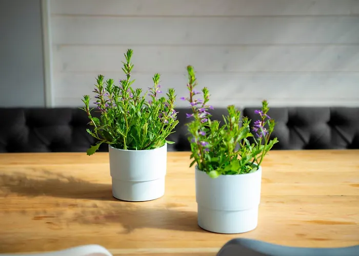 Hotel Hiiumaa Puhkemaja Soru